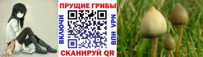 наркошоп  Заозёрск  Галлюциногенные грибы мицелий 